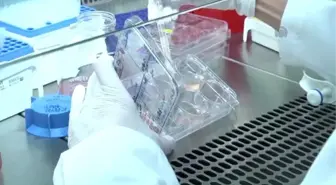 Türk Bilim İnsanları, Kalp Kası Dokusu Geliştirdi