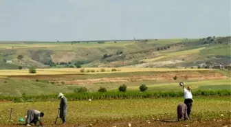 Tütün İşçilerinin Umudu 'Kilo' Artışında