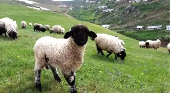 Çobanların Zorlu Yolculuğu