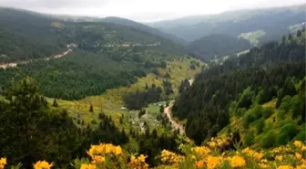 Karadeniz Yaylaları Çiçek Açtı