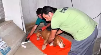 Yaralı Köpek İçin Ambulans Çağırdılar