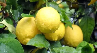 Limon 4 Aydır Yerinde Sayıyor