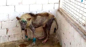 Barınaktaki Köpeklerin Görüntüleri İsyan Ettirdi