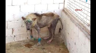 Manisa Barınaktaki Köpeklerin Görüntüleri İsyan Ettirdi