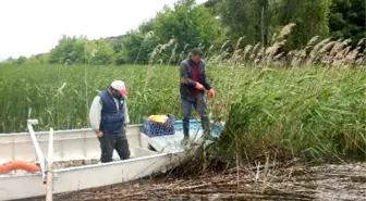 Eğirdir Gölü'nden 7 Bin Metre Ağ Çıkarıldı