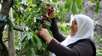 Kirazı Yağmur Vurdu