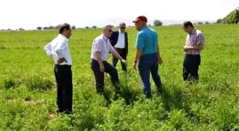 Manisa'daki Meralar Islah Ediliyor