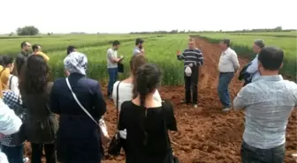 Hrü Ziraat Fakültesi Öğrencilerinden Harran Ovası Teknik Gezisi