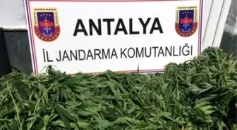 Ormanlık Alanda Uyuşturucu Operasyonu