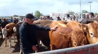 Damızlık Boğa Alanlardan Devlete Teşekkür