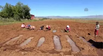 Tütün Ekimine Başlandı