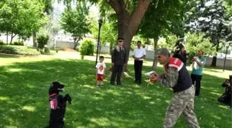 Jandarmanın Eğitimli Köpeklerinin Gösterisi Alkış Topladı