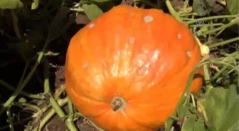 Huzurevinde Yetiştirilen Kabaklarla Guinness'e Başvuracaklar