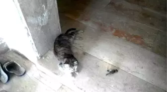 Kedi, Ölen Kuşun Yanından Ayrılmadı