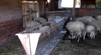 Çanakkale Kuzuları Bekçisi Kangal Köpeğiyle Çaldılar