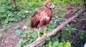 Sivas Arazide Bulduğu Yavru Kartala Sahip Çıktı