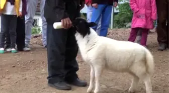 Çocuğu Gibi Baktığı Kuzusuna Araba Aldı