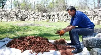 Dağdan Toplanıp Kilosu 20 Liradan Satılıyor