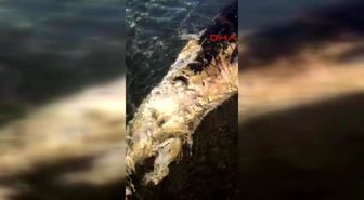 Antalya Dev Balina Ölüsü Karaya Vurdu