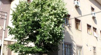 Ihlamur Ağacından Düşen Şahıs Yaralandı