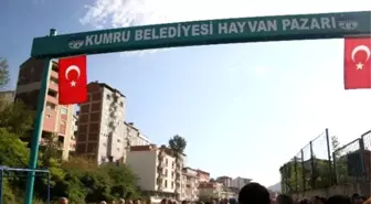 Kumru'da Hayvan Pazarı Kuruldu