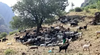 Sıcaktan Bunalan Hayvanlar Habur Çayı'nda Serinletiliyor