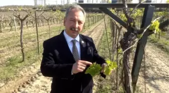 Üzümde Güneş Yanığı Tarsim Kapsamına Alınmalı'