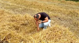 Çarşamba'da Buğday Hasadı Başladı