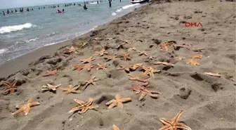 Tekirdağ'da Yüzlerce Deniz Yıldızı Ölü Olarak Karaya Vurdu