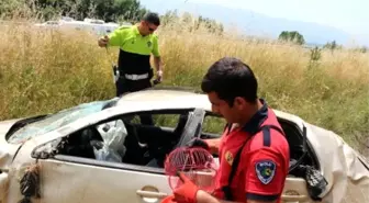 Yaralı Sürücü, Ambulans Beklerken Muhabbet Kuşunun Kurtarılmasını İstedi