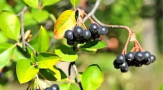 Mucize Bitki Aronia Kanser Düşmanı