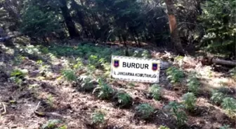 Burdur'da 2 Milyon Liralık Kenevir Ele Geçirildi