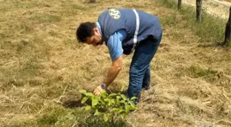 Düzce'de Ceviz Sahalarının Bakımları Devam Ediyor