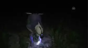 Gecenin Karanlığında Tütün Kırıyorlar