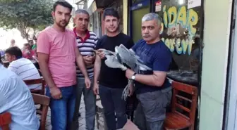 Iğdır'da Yağan Yağmur Balıkçıl Kuşlarını Vurdu