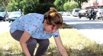 Kazada Yaralanan Sıpa, Mahallenin Maskotu Oldu
