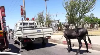 Manisa'da Eşeğe Kamyonetli Eziyet