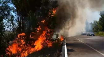 Söke-Milas Karayolunda İhmal Ağaçları Kül Etti