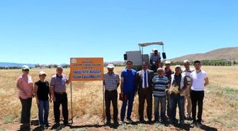 Elazığ'da Kışlık Ekmek Buğdayı Hasadı Yapıldı