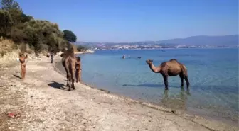 Kuşadası'ndaki Eski Çıplaklar Kampı Develere Emanet