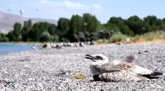 Van Gölü'nde Martıların Yaşam Mücadelesi