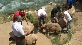 Bahçesaray'da Darbenin Önlenmesi Nedeniyle Kurban Kesilip Dua Edildi