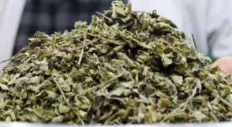 Melissa Otunun Faydaları ve Tarifi