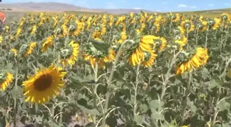 Bulanık Ovası'nda Yağlık ve Çerezlik Ayçiçeği