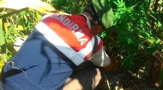 Alaçam'da Esrar Operasyonu