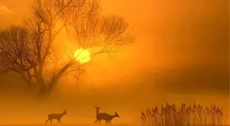 Doğaya Olan Tutkunun Sergisi 'Renkleri ve Işığın Dans' Bodrum'da Açıldı