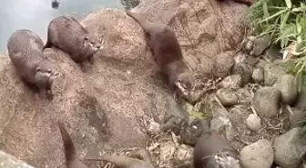 Ailecek Kelebek Avına Çıkan Su Samurları