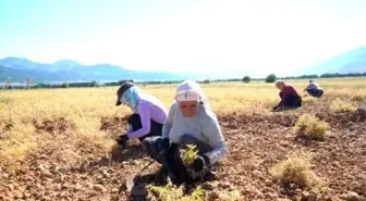 Aksaray'da Nohut Hasatı Başladı