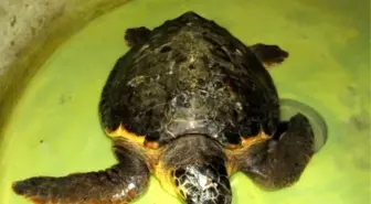 Yaralı 'Caretta Caretta'Lara Burundan Sonda Takıldı