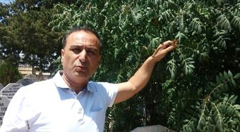 Yabani Sumak Ekonomiye Kazandırılmalı'